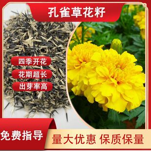 Peacock Grass Flower Seeds, Double-Flowered Outdoor Flowers, Easy to Plant in All Seasons, Flower Seeds for Gardening and Flower Fields