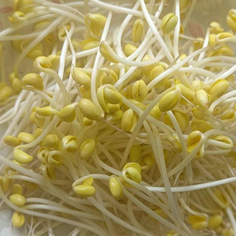 新大豆発芽豆、農家が栽培した非遺伝子組み換えの高品質発芽豆、水耕栽培発芽大豆|undefined