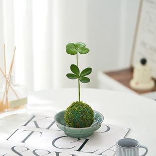 Mexican Iron Moss Ball/Four-Leaf Clover Nordic Style Indoor Mini Plant Office Small Potted Plant