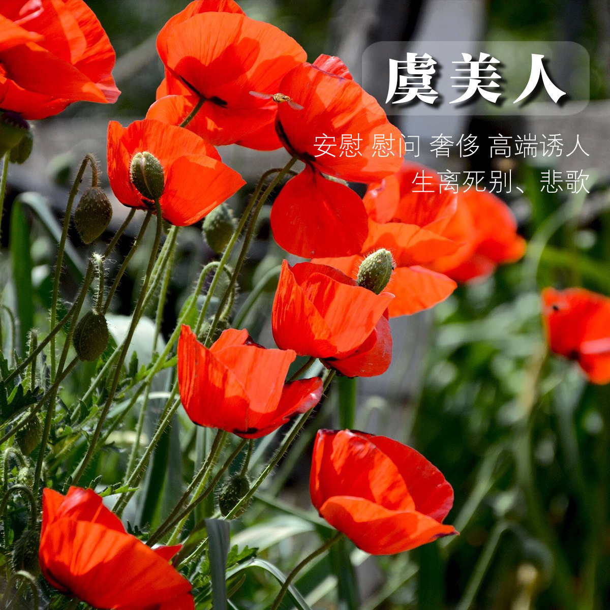 虞美人种子花草花卉盆栽园林绿化花海花花种籽批发专用家庭园艺
