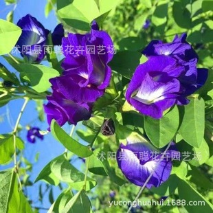 Butterfly Pea Seeds Butterfly Pea Seeds Blue Enchantress Vine Blue Butterfly Four-Season Flower Dyeing Heat-Resistant Perennial
