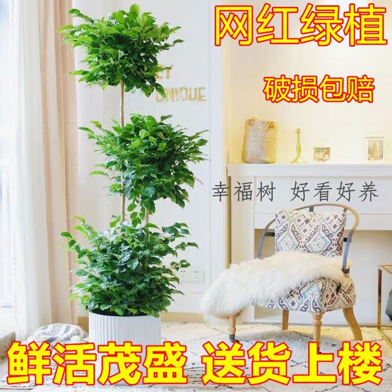 五层幸福树客厅好养绿植室内绿植三层中大型多层客厅清仓落地绿植