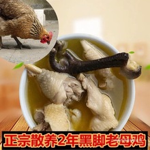 正宗农家散养土鸡黄油老母鸡土鸡笨鸡黑凤鸡现宰现杀鸡胸中国大陆