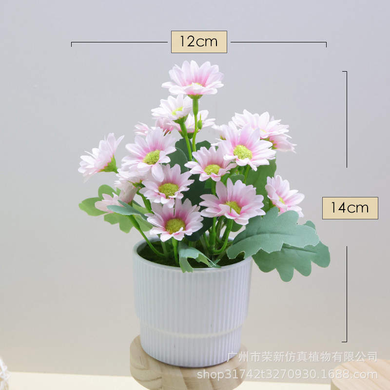 흰색 줄무늬 분지 데이지 핑크]