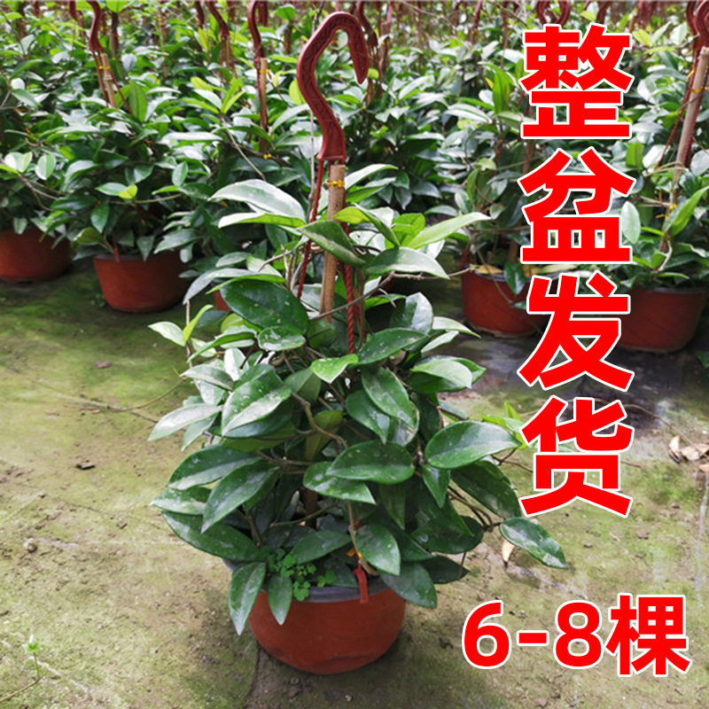 球兰盆栽绿植带花大苗四季开花卉室内爬藤绿叶心叶球兰植物吊兰卷