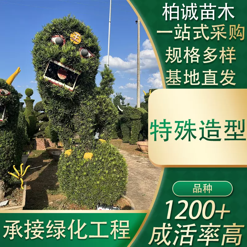 特殊罗汉松造型苗木基地直销动物造型树行道绿化风景乔木盆景龙形