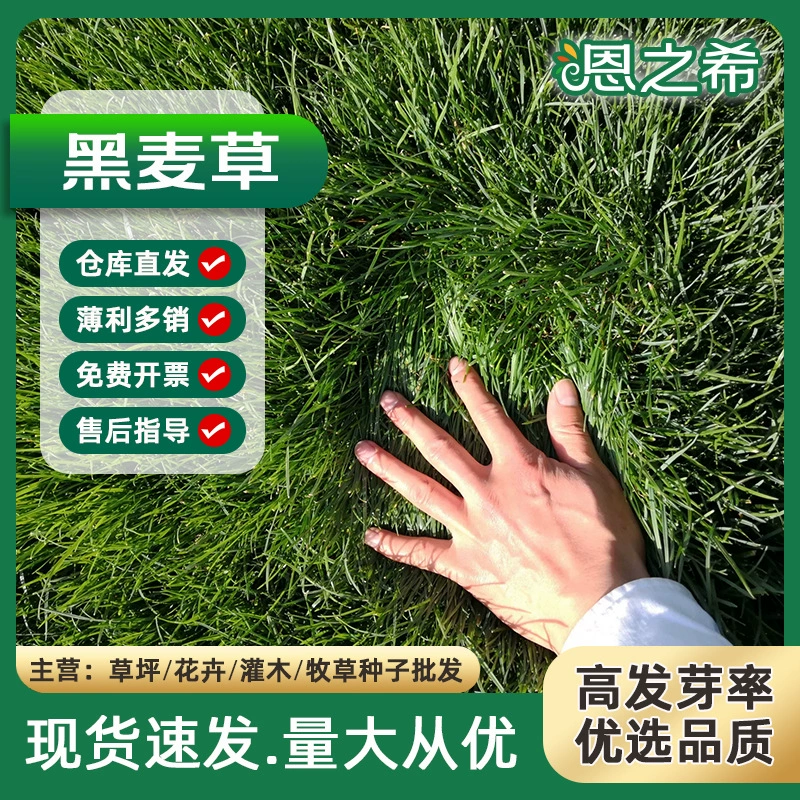 Оптовая Семена Газона Многолетний Райграсс Озеленение Инженерные Семена Травы Четыре Сезона Зеленый Морозостойкий Высокий Овсяная Bermudagrass