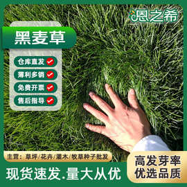 批发草坪种子多年生黑麦草绿化工程草籽四季青耐寒旱高羊茅狗牙根