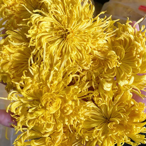 Direct Supply from Base: Bulk Golden Silk Chrysanthemum Big Head Chrysanthemum Tea Wholesale One-Stop Source, Bulk Discounts