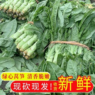 绿心大量新鲜香嫩批发青笋莴笋现砍时令蔬菜莴笋农家青皮莴苣安徽-阿里巴巴