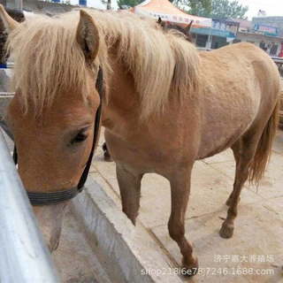 小矮马活马真马小马驹活体矮脚马迷你宠物马设特兰矮马活物出售
