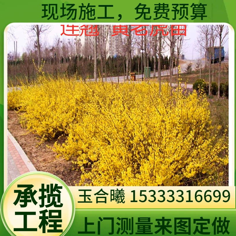 Оптовая база саженцев форсистии, саженцев желтого тигра, вьющихся растений для внутреннего двора, цветочных растений, саженцев для зеленения, скидки на большие объемы