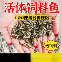 ι~С~Bֳ~~ʳϵˮ~~a~