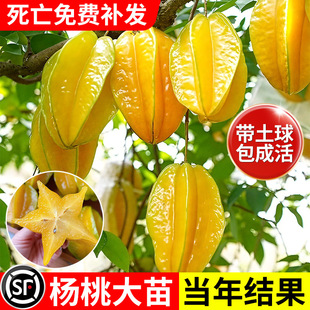 ���Ҙ���箔��Y�������̨�����������ͥԺ�̨���Ժ��B����