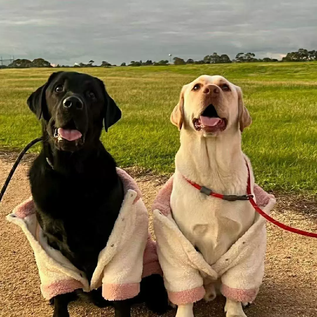 纯种拉布拉多幼犬奶白色黑色拉布拉多导盲犬神犬小七活体宠物狗狗