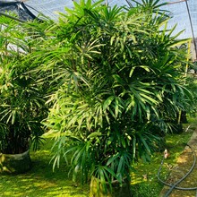 2311苗圃 供应 大叶棕竹 2.5-3米高美植袋容器苗 耐阴灌木 庭院