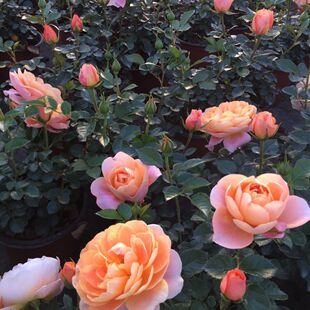 Juice Balcony Flower Seedlings with Buds, Flower Viewing Green Plants, Indoor and Outdoor Potted Fragrant Large Flower Rose Seedlings