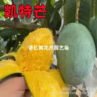 Кейт Манго Сеянка Цзинь Хуан Тай Нонг Гуйци Четыре сезона Красная Императорская наложница Ао Манг Прививка Фруктовая рассада Посадка Горшечное растение с почвой