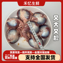 精选特惠散养土鸭鸭珍冷冻鸭肫散养鸭胗冰鲜鸭胃锁鲜卤味食材鸭胗