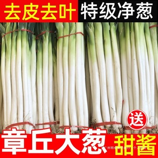 ��10���[5��ɽ�|���[�����F�U�a���r�����߲˼t�[�^�Ї����