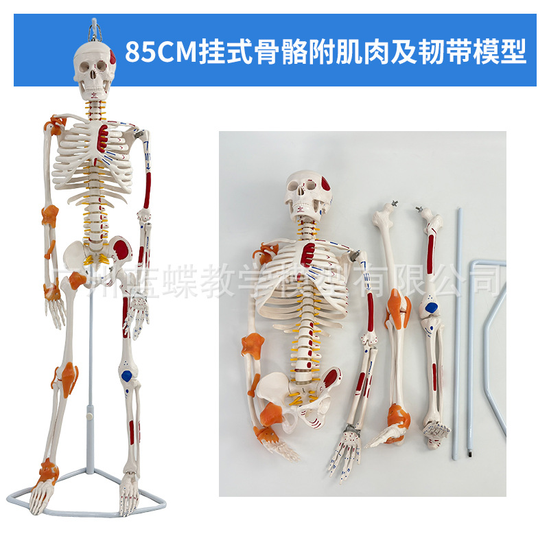 85CM���弡������ṹ�ʹ�ȫ���Ǽ�ģ�Ϳɲ�ж��׵�٤С������