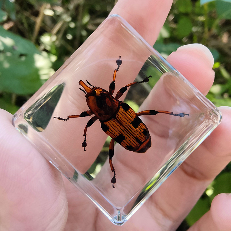 라이트 블루 바나나 코뿔소 80%