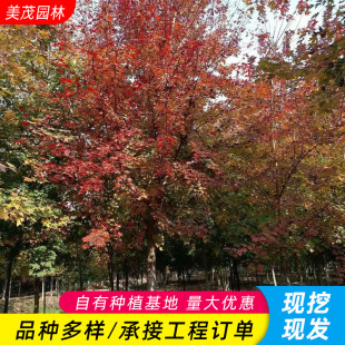 �����t����������e���L���������t����t�輧���̾G���ͺ�����