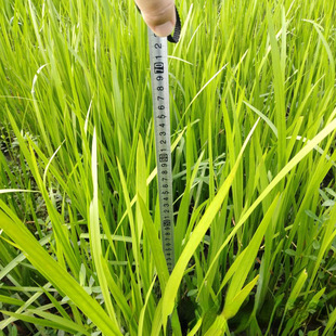 ˮ���� ���Ի������l �˹���ع��@ͦˮֲ�� �~��