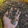 海南降香木香种籽