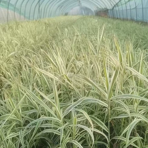 База оптом поставляет большое количество разноцветного тростникового бамбука, листообменного тростникового бамбука, водных растений и зеленого листового тростникового бамбука с высокой выживаемостью.