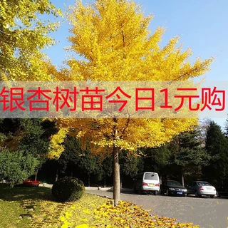 金叶银杏树活苗室外树苗大树庭院风景树大型行道园林绿化工程苗木