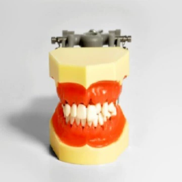 跨境 продукты dental model teaching model periodontinal model M4003 модель