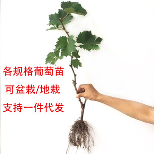 �޽Ӿ޷����ј��箔��Y���ϱ����Nֲ�������ٵ����{��ʯꖹ�õ��