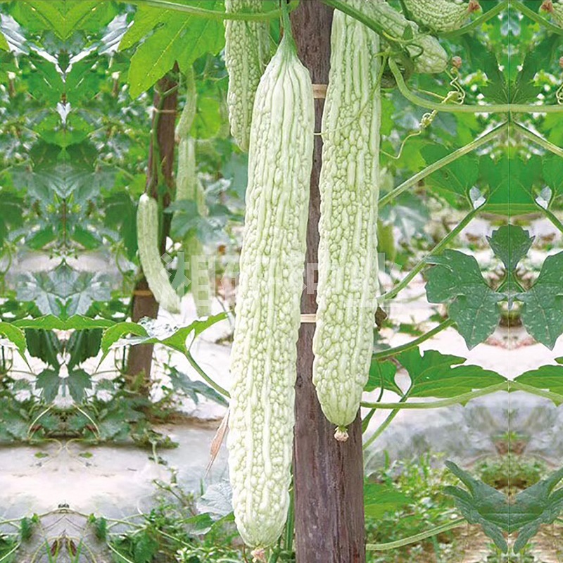 春早新二号-湘研果长34cm，粗7cm白色湖南本地苦瓜新品种籽