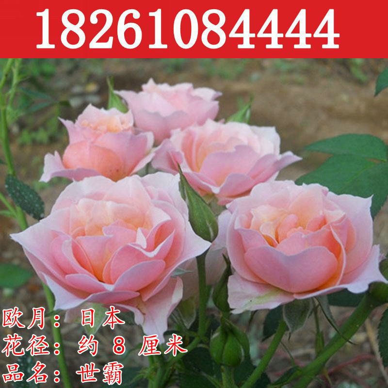 大花浓香月季花苗世霸圣思法贝尔阳台庭院花园玫瑰盆栽粉红色四季