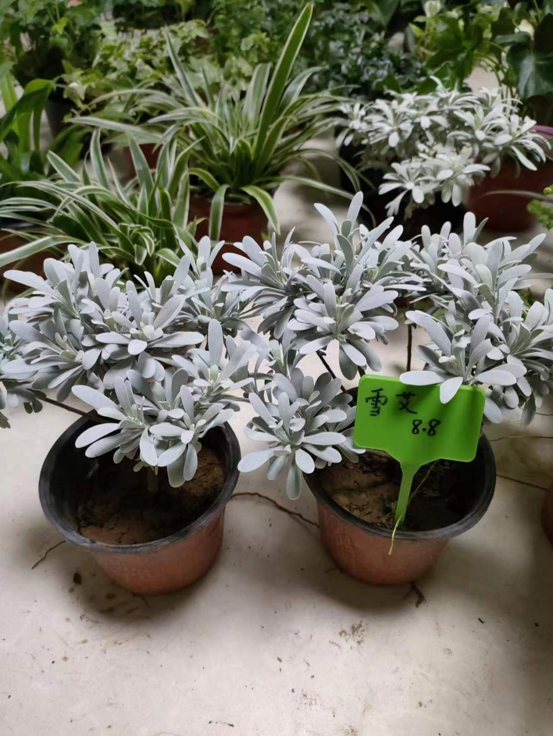 두 화분의 히비스커스와 국화 특가