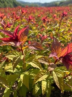 Northeast Liaoning Jinshan Spiraea, Golden Flame Spiraea, Japanese Willow Leaf Pearl Spiraea with Complete Varieties