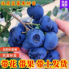 һ�����l�{ݮ������ش��{ݮ������Թ����̨�ϱ����Nֲ�����۾G