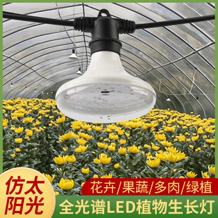 Pet Sunlight LED Plant Sunlight Charging Fire Dragon Chrysanthemum Seedling Orchid Flower Green Plant Fleshy Moss