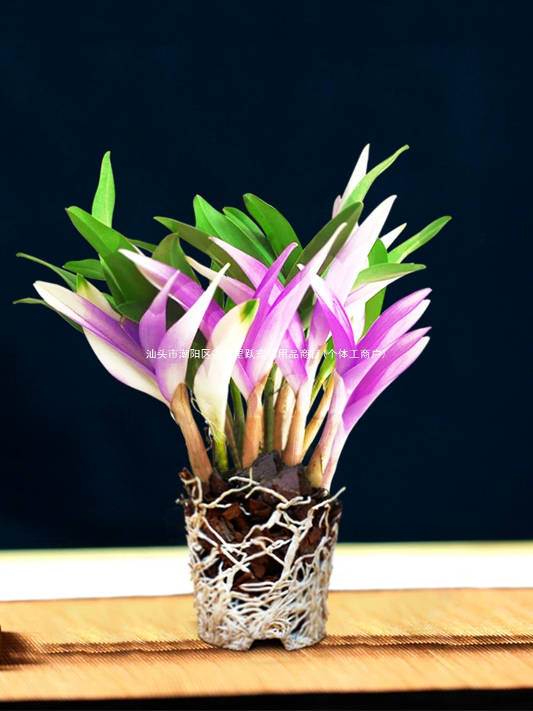 Красочные духи, цветы орхидеи дендробиума хорошо растут в любое время года, зеленые растения с сильным ароматом дендробиума улучшают сон, зеленые растения очищают домашних животных.