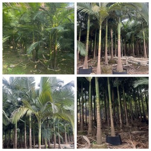 Base Wholesale Fake Betel Nut Betel Nut Three Medicine Betel Nut Courtyard Real Estate Projects Factory Greening Site Cost