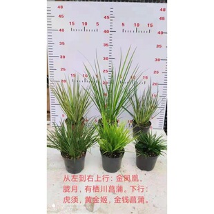 ����ֱ�N80#6ɫ���b���ѽ��X�S�𼧻�횽��P�˖V���З����쾰