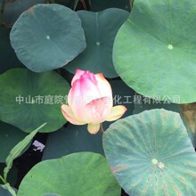 ����ֱ�N ���˽� ���~�� ��β�� ���~���˽� ˮ��ֲ�� �G����r