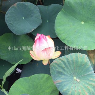 ����ֱ�N ���˽� ���~�� ��β�� ���~���˽� ˮ��ֲ�� �G����r