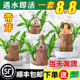 ����ľ���\ľ�_��ˮ��ֲ���҃�ˮ�B�Gֲ���Ը������������ļ����B