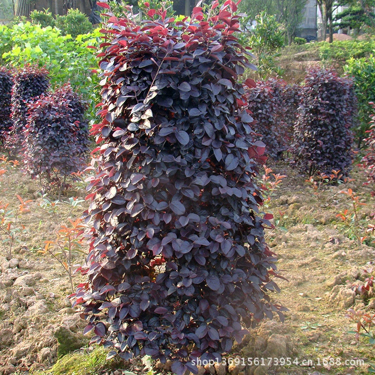 Оптовые красные колонны камелии, двусторонние красные шарики камелии с крупными листьями Хунань, черные жемчужины с развитой корневой системой, полные характеристики