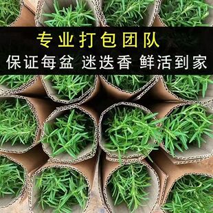 �Ե������Կ�ʳ�����ˮ��ֲ����ݱ����绨�ܾGֲ���҃ȼ�ţ����