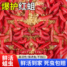 鲜活红蛆虫活饵红虫鱼饵户外野钓鲫鱼饵料溪流马口爆护饵红曲虫