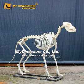仿真狗骨架拼装化石 动物骨骼大型手办厂家直销来图设计批发