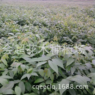 Large Supply of Grafted Walnut Seedlings from Yunnan Yangbi, Fragrant Xinjiang Thin-Shell Varieties, and New Grafted Seedlings